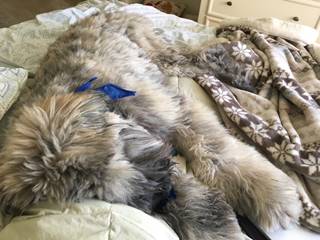 A picture containing indoor, dog, cat, laying
	Description automatically generated