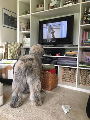 A dog sitting in the living room
	Description automatically generated